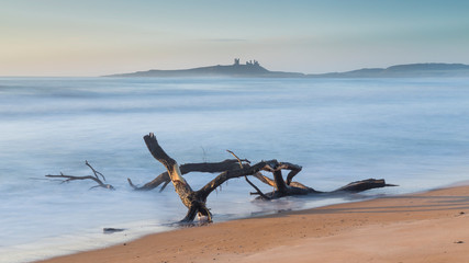 Washed up tree trunk on Embleton Beach in Northumberland , England, in early morning light with...