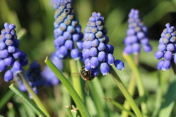  the bee pollinates the first spring blue flowers