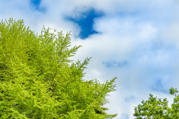 Fototapeta premium 新緑の木と青空