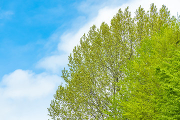 新緑の木と青空
