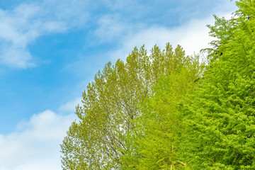 Obraz premium 新緑の木と青空