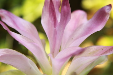 Fototapeta premium large pink inflorescence of Curcuma amada, the mango ginger.This is a plant of the ginger family Zingiberaceae and is closely related to turmeric.The name refers to the scent of the rhizomes. India