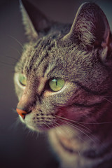 Gray white striped european short hair cat