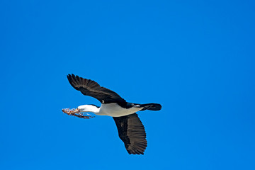 white faced cormorant making delivery