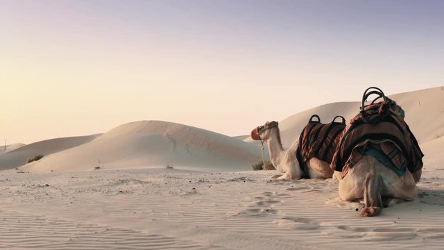 Two camels in the desert of Abu Dhabi sitting on the sand. UAE.