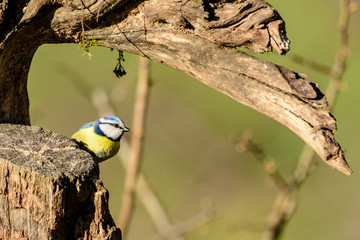 Animali, Cince