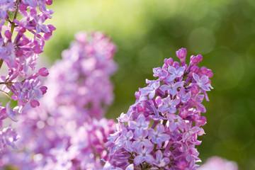 Obraz premium Close up of blossoming lilac isolated on green.