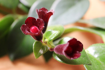 Lipstick Plant