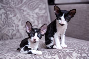 little Kitten breed Cornish Rex