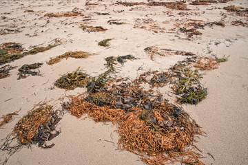 seaweed on sandy beach