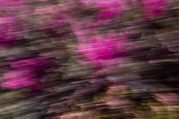 Abstract blurred brassica oleracea  ornamental cabbage. Pink magenta and black background. 