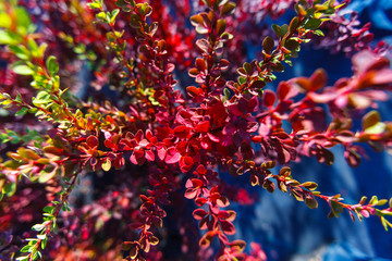 barberry red branch bush