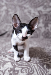 little Kitten breed Cornish Rex