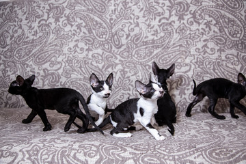 little Kitten breed Cornish Rex
