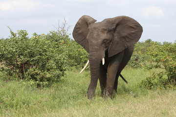 Afrikanischer Elefant / African elephant / Loxodonta africana