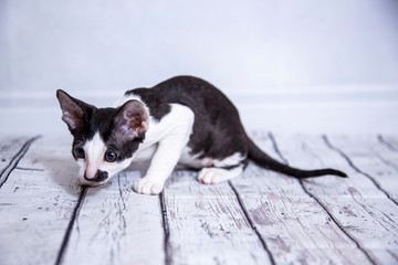 little Kitten breed Cornish Rex