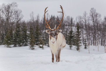 Reindeer in snow