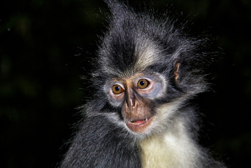 Silverleaf Monkey portrait near Bukit Lawang _ Sumatra - Indonesia