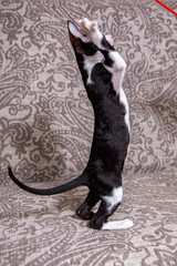 little Kitten breed Cornish Rex