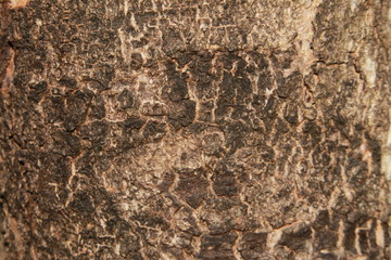 Tree Skin,Closeup view of bark of tree.