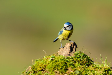 Animali, Cince