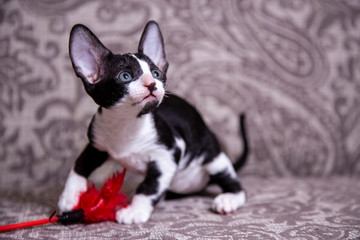 little Kitten breed Cornish Rex