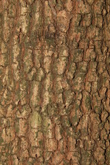 Tree Skin,Closeup view of bark of tree.