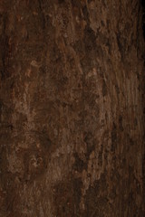 Closeup of tree trunk texture