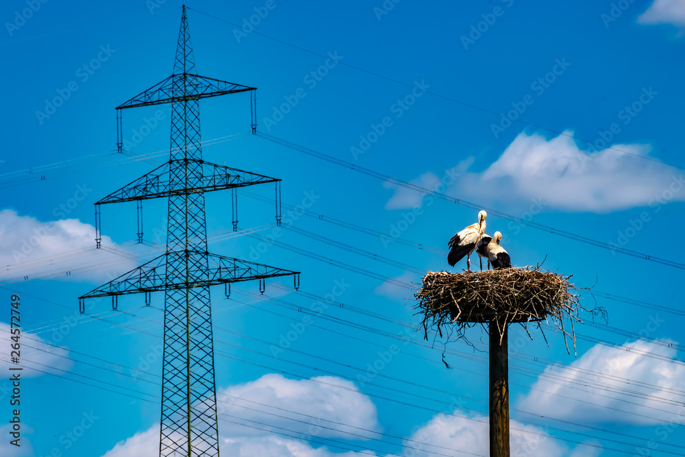 Wall mural tierwelt.technik, germany - two white storks (ciconia ciconia) are back in their nest next to a high