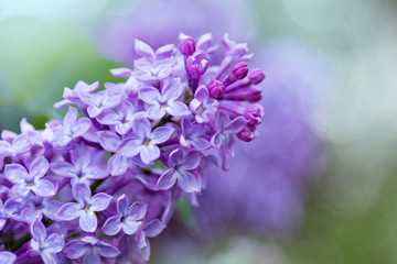 Branch of blossoming lilac isolated on blur background.