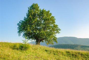 Lonely beech tree in mountains