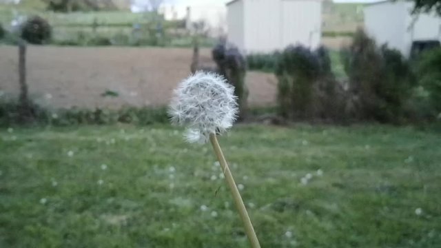 Wind flower