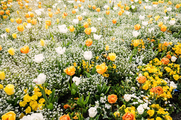 magnifique parterre de tulipes 