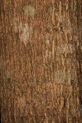 Obraz premium Closeup of tree trunk texture