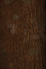 Fototapeta premium Tree Skin,Closeup view of bark of tree.