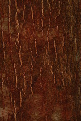 Tree Skin,Closeup view of bark of tree.