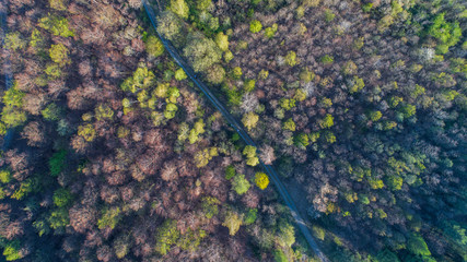 Coniferous forest in Germany. view from above