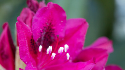 Close-up of beautiful red Azaleas flowers. Spring background.