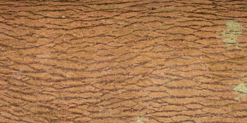 Tree Skin,Closeup view of bark of tree.