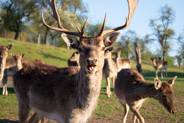 Naklejka na ściany i meble Damwild Hirsch