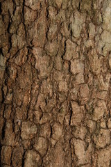 Detailed view of tree trunk for background and templates