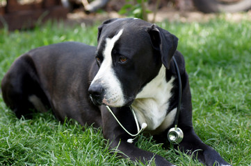 Hund als Tierarzt mit Stethoskop