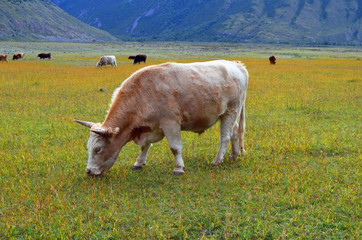 Altai cow on a mountain pasture