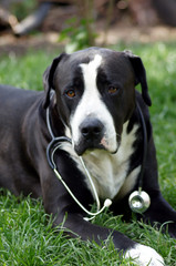 Hund als Tierarzt mit Stethoskop