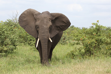 Afrikanischer Elefant / African elephant / Loxodonta africana