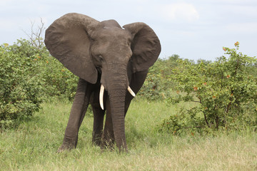 Afrikanischer Elefant / African elephant / Loxodonta africana