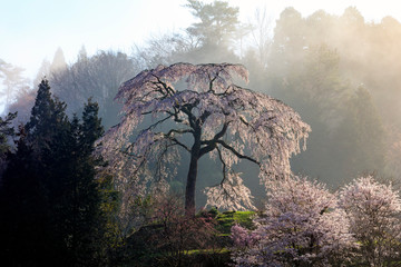 与一野のしだれ桜