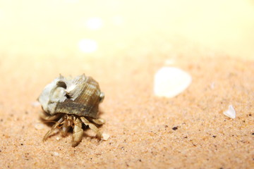 Australian hermit crab