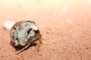 Australian hermit crab