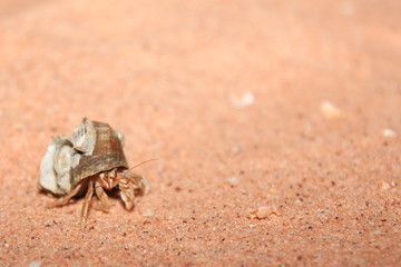 Australian hermit crab
